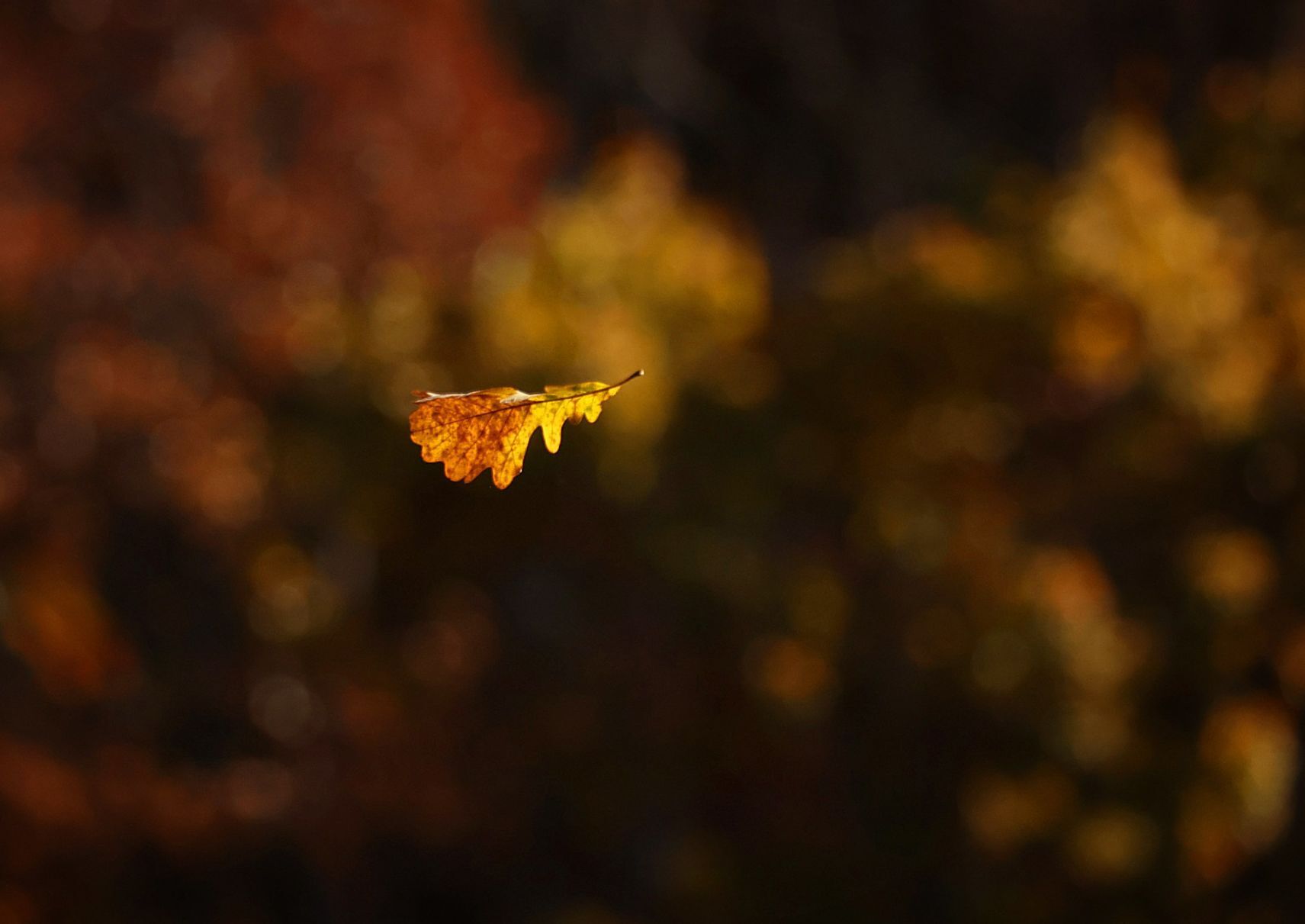 Autumn color along the Meramec
